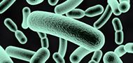 פיתוח חדש של אוניברסיטת תל אביב: חיידקים "טובים" שמחסלים את החיידקים "הרעים"